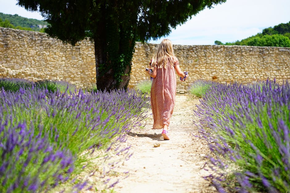  Lavendelblüte in Frankreich: Wann ist die beste Zeit zum Besuch?