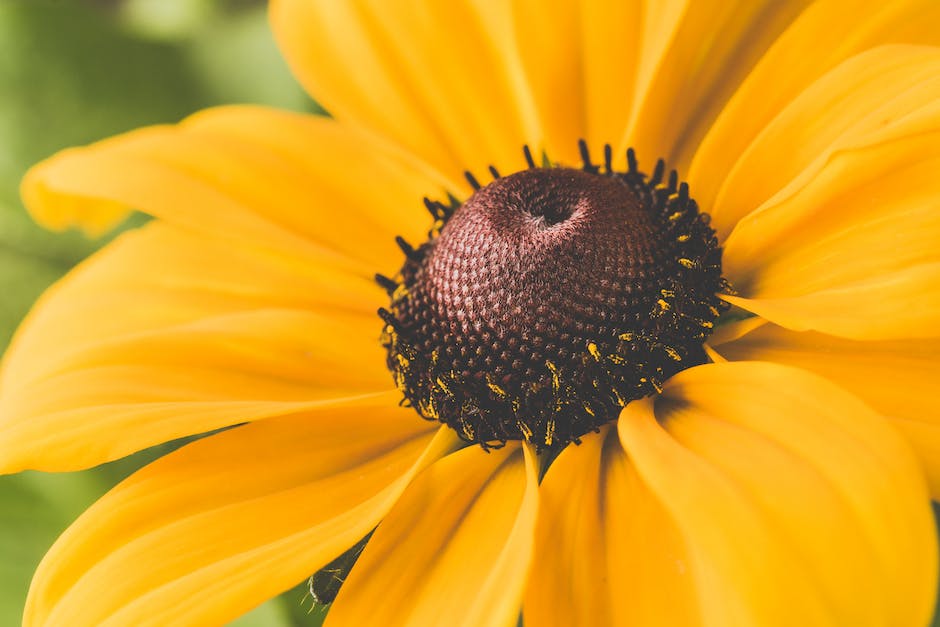  Preis für Sonnenblumenöl in Frankreich